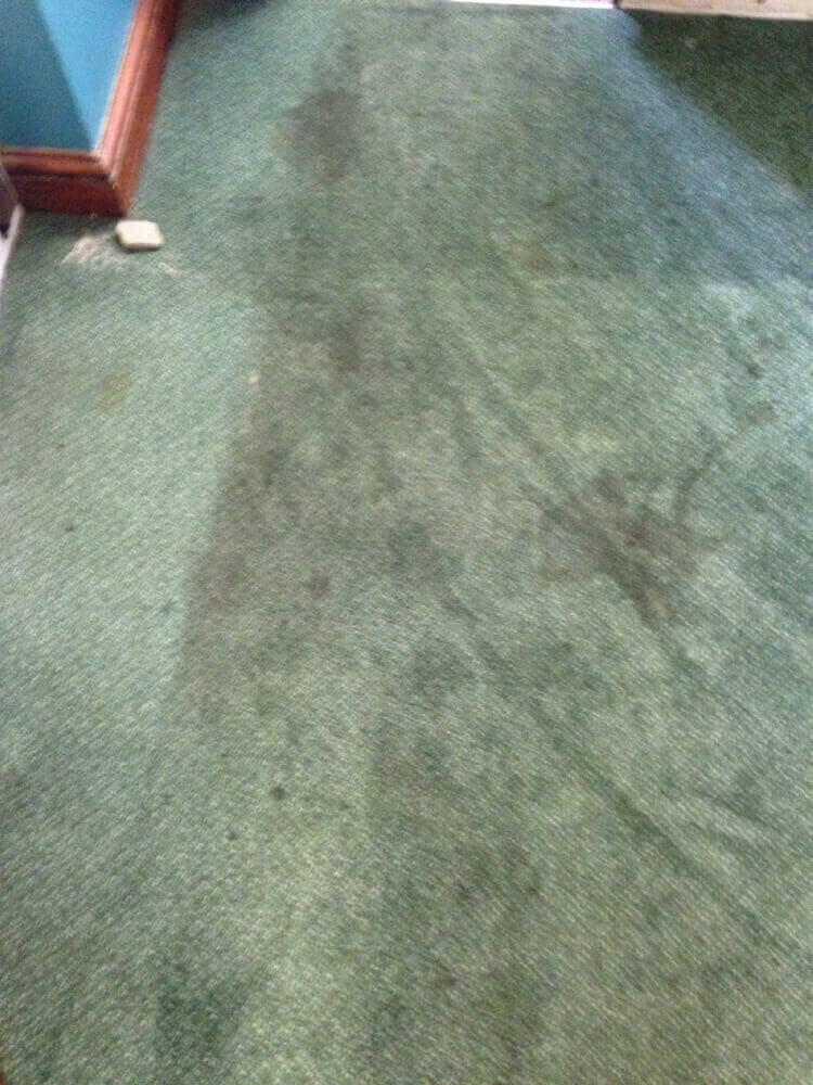 carpet cleaner Warwick