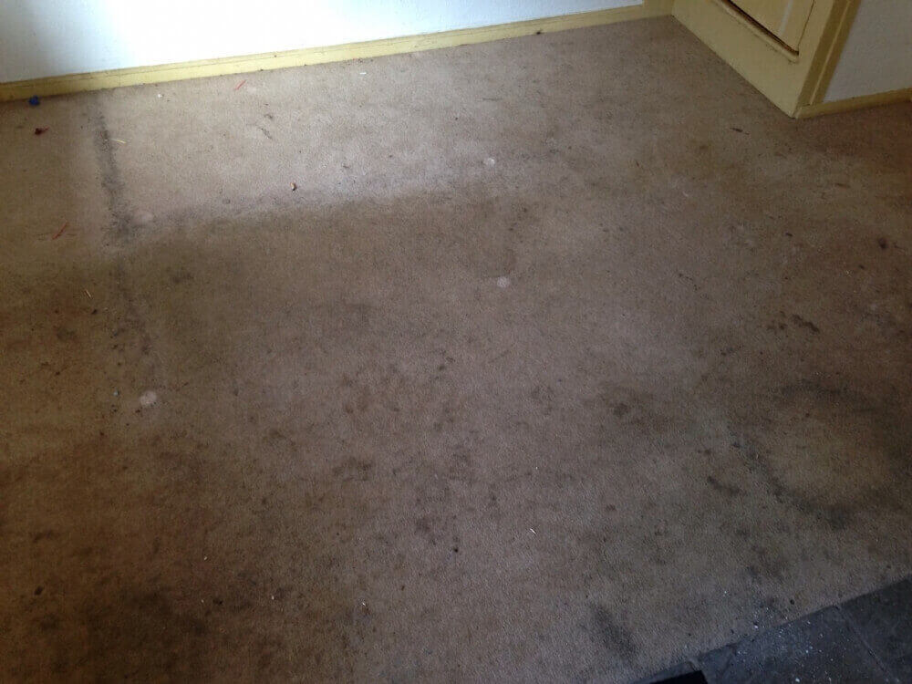 rug cleaning Warwick